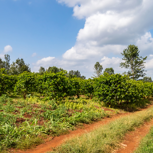 Kenya Peaberry Organic A "Crown Jewel" for You