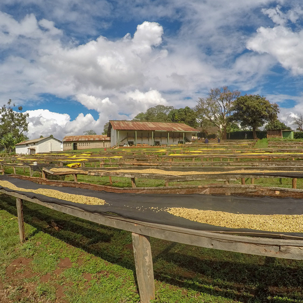 Kenya Narok Mara Estate Natural Process